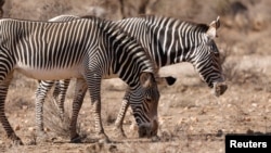 Endangered Grevy's Zebras look for food during drought, in the Samburu national park, Kenya, September 20, 2022. (REUTERS/Baz Ratner)