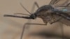 Certaines personnes attirent davantage les moustiques que d’autres