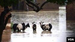 Some of the goats that were left stranded in flooded waters as owners saved their own lives at Makanga Area in Southern Malawi. (Lameck Masina for VOA News)