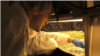 Indoor plants - AeroFarms workers manage their greens from "seed-to-package.” The process utilizes 95% less water than traditional farming. (Courtesy: R. Taylor)