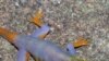 Scientists Develop Super-Adhesive
