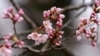 The Cherry Blossom Festival Returns to America’s Capital
