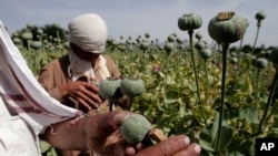 FILE - In this May 10, 2013 file photo, Afghan farmers collect raw opium as they work in a poppy field in Khogyani district of Jalalabad east of Kabul, Afghanistan. 