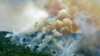 Forest Losses Increased Again in 2020