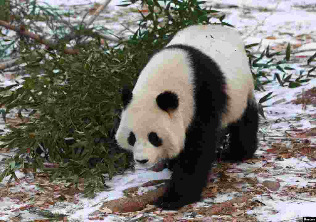 Pero no sólo los habitantes y visitantes de Washington podrán verlos. Una Panda Cam mostrará en vivo a estos dos increíbles animales doce horas al día, de 7 de la mañana a 7 de la noche. 