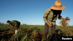 El agricultor Erwin Sánchez, de 52 años, recoge frijoles en un campo en Caimito, Cuba, el 18 de noviembre de 2024