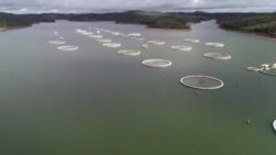 Le caviar produit pour la 1ère fois à Madagasca