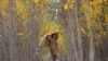 Taliban Leaders Wants Afghans to Plant More Trees 