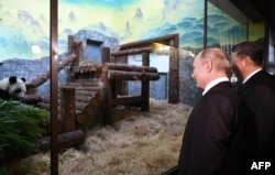 Russian President Vladimir Putin and his Chinese counterpart, Xi Jinping, attend a welcoming ceremony for two Chinese giant pandas, male Ru Yi and female Ding Ding, at the Moscow Zoo on June 5, 2019.
