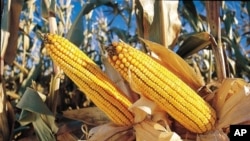 Investimento vai explorar quatro mil hectares de terra