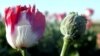 عملیات مشترک قوای افغان و خارجی بر مراکز تولید مخدرات در هلمند