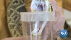 In Industry of Venom Extraction, a Small Afghan Business is Thriving
