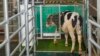 Kurangi Emisi Gas Rumah Kaca, Peneliti Latih Sapi Pakai ‘Toilet’