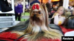 Pip, a YorkshireTerrier breed, sits during the 143rd Westminster Kennel Club Dog Show in New York, U.S., February 11, 2019. 