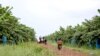 រូប​ឯកសារ៖ ចម្ការចេករបស់ក្រុមហ៊ុន​​មួយ​ខេត្តរតនគិរី កាល​ពី​ថ្ងៃ​ទី​១០ ខែ​តុលា ឆ្នាំ​២០២១។ (ស៊ុន ណារិន/វីអូអេ)