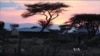 Kenyan Community Cracks Down on Elephant Poaching