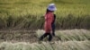 中国云南昆明郊外的一处稻田。（资料照）