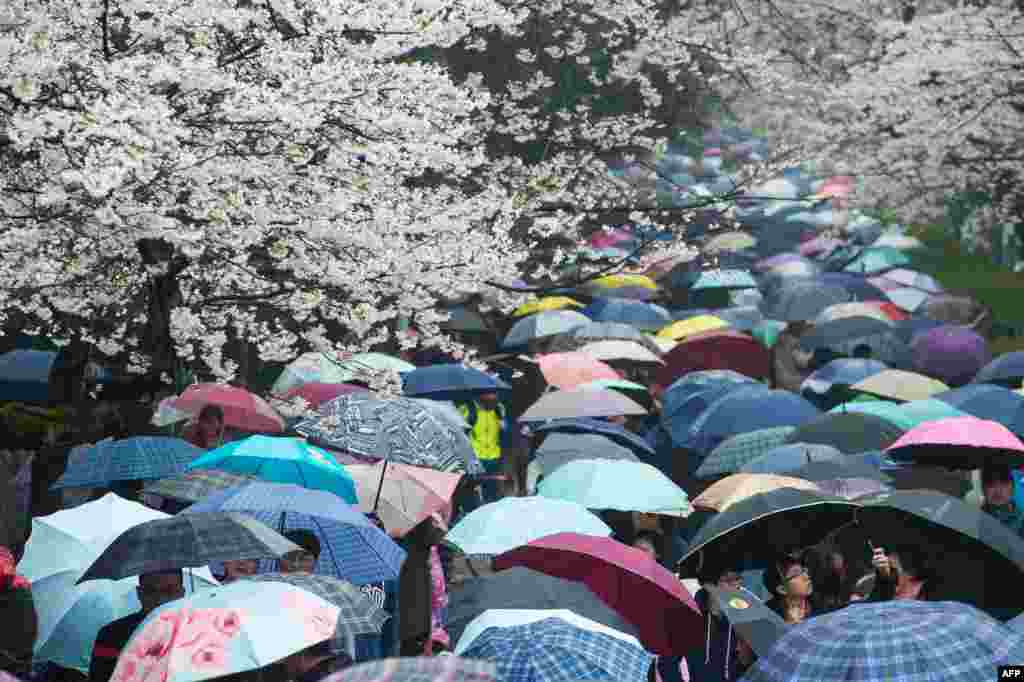 2018年3月17日,中国湖北省武汉市武汉大学,春雨中,游客打雨伞看樱花。 花之海,伞之河,人之流,皆成风景。中国携程公司发布的2018国内十大最受游客喜爱赏花目的地中,武汉大学、无锡鼋头渚、上海顾村公园由于樱花而上榜 。