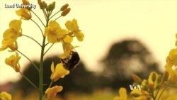 Study: Insecticide Damaging Wild Bee Populations