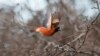 Saving Venezuela’s Famous Red Bird by Planting Coffee