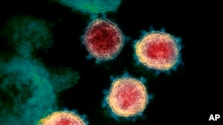 Koronavirus ispod mikroskopa, snimak Nacionalnih instituta za zdravlje