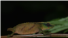 Male Rhampholeon chapmanorum in Mabunga forest (courtesy Krystal A. Tolley) 