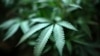 DOJ Moves to Add More Marijuana Growers for Research