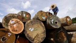 Moçambique assume compromisso de preservar as florestas