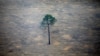Study: 8% of Amazon Rainforest Destroyed Since 2000 