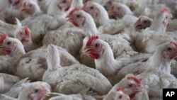 South Africa Bird Flu