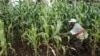 Akili mnemba yatajwa kutumika kutatua changamoto za kilimo Afrika 