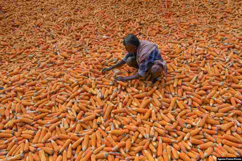 A farmer dries a harvested crop of maize on the outskirts of Bangalore, India.