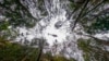 Firefighters Save Australia's 'Dinosaur' Trees