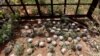 Syria Is Lone Nation Using Cluster Munitions, Group Says
