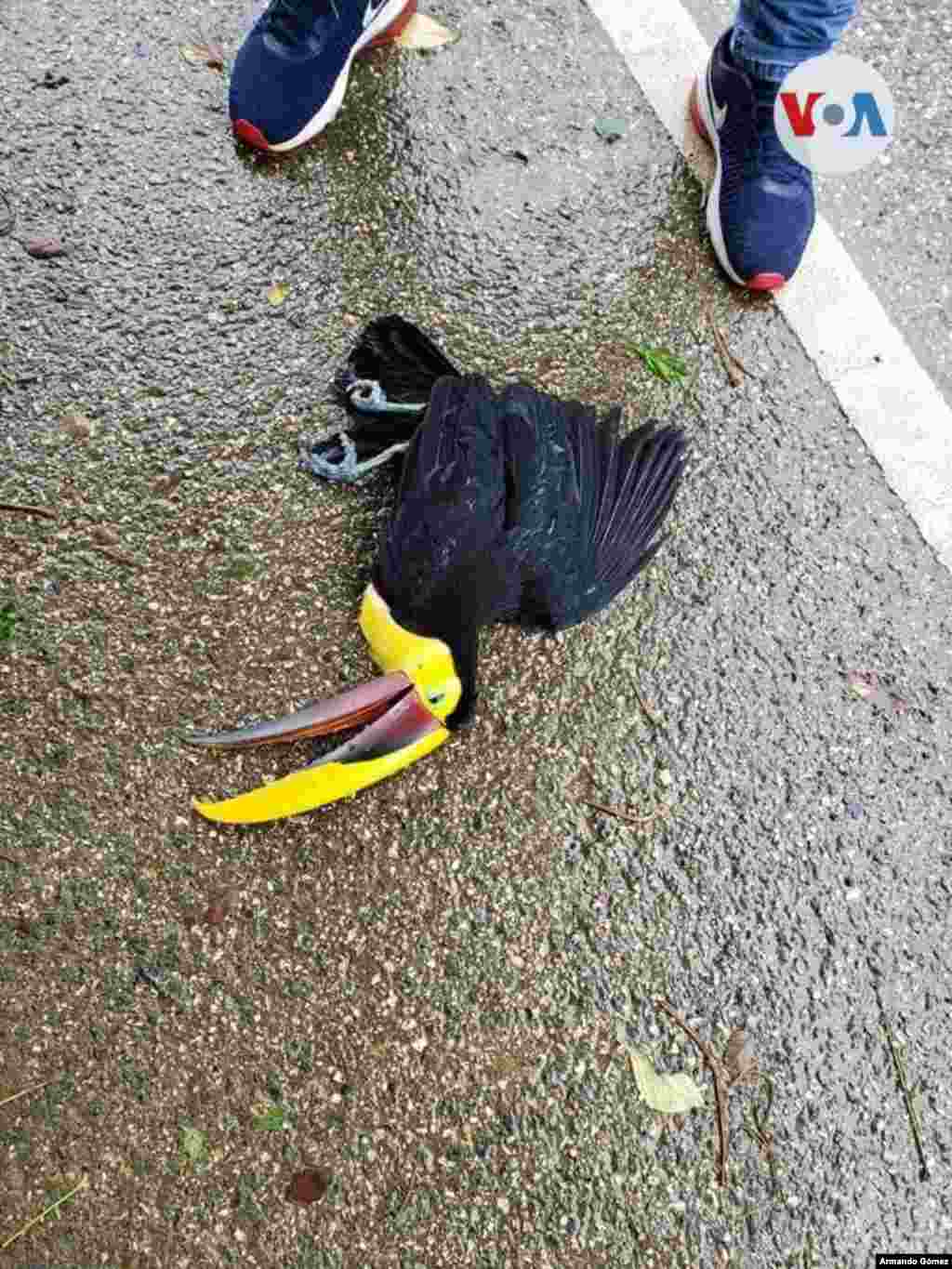 Personal de la CNE de Costa Rica rescató a un Tucán que se encontraba en la vía sobre la Costanera Sur, visiblemente afectado por las fuertes lluvias.