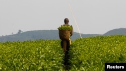 FILE - A worker is seen at a tea plantation near Kasese town, some 500 km west of Uganda's capital, Kampala.