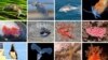Study: Warm Waters Caused Many Sea Creatures to Move Far North