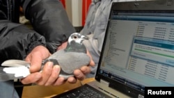 In this 2009 file photo, Winston, a carrier pigeon, is held in front of a laptop computer which is downloading data from a memory card in Durban, South Africa. A South African information technology company proved it was faster for them to transmit data with Winston the pigeon than to send it using Telkom, the country's leading internet service provider.