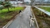 Can the Survivor Dogs of Chernobyl Teach Humans New Tricks?