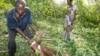 A farmer digs up cassavas in the Yamoussoukro, Ivory Coast, June 2008 file photo. 