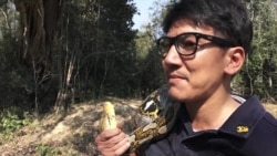 Snakes on a Plain: Bangkok's Python Problem