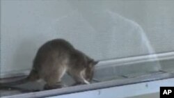 Treino de rato para detetar explosivos