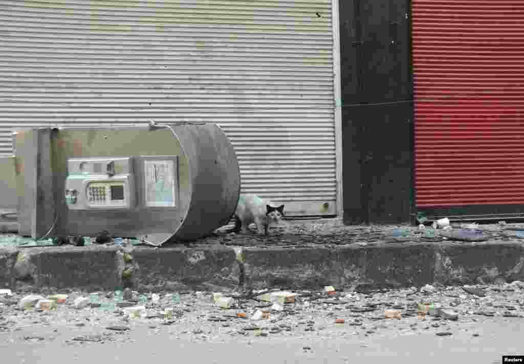 A cat stands next to a damaged telephone booth in Hamidiyeh, Homs, Syria, July 1, 2012.