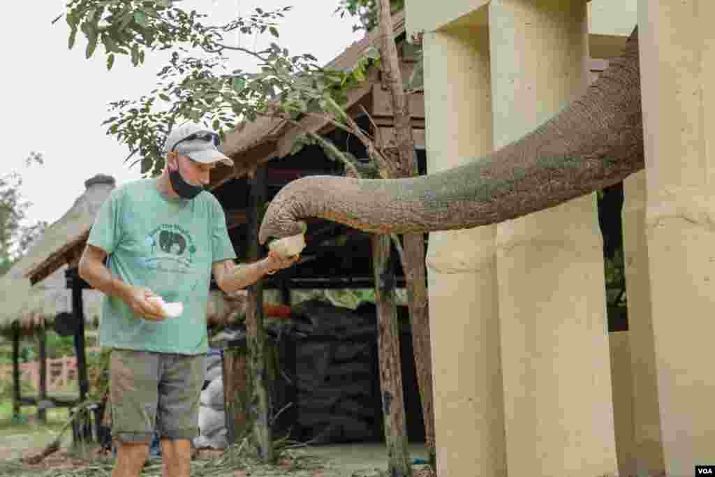 ដំរីឈ្មោះកាវ៉ាន (Kaavan) ដែលត្រូវបានគេស្គាល់ថាជាដំរីឯកោ បានចាប់ផ្តើមសម្របខ្លួនទៅនឹងស្ថានភាពរស់នៅ នៅដែនជម្រកសត្វព្រៃនៅកម្ពុជា ខេត្តឧត្តរមានជ័យ នៅថ្ងៃទី០១ ខែធ្នូ ឆ្នាំ២០២០។ (ហ៊ាន សុជាតា/VOA)