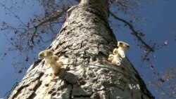3-D-Printed Devices Help Scientists Trap, Study Tree-Damaging Bugs