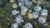 Scientists Surprised to Find Large Octopus Community 