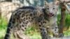A Leopard Doesn't Change Its Spots