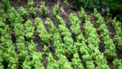 EE.UU. preocupado por aumento de producción de coca en Colombia