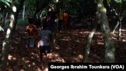 Dans une plantation de cacao à Daloa dans le centre ouest de la Cote d'Ivoire, le 3 janvier 2010. (VOA/Georges Ibrahim Tounkara)
