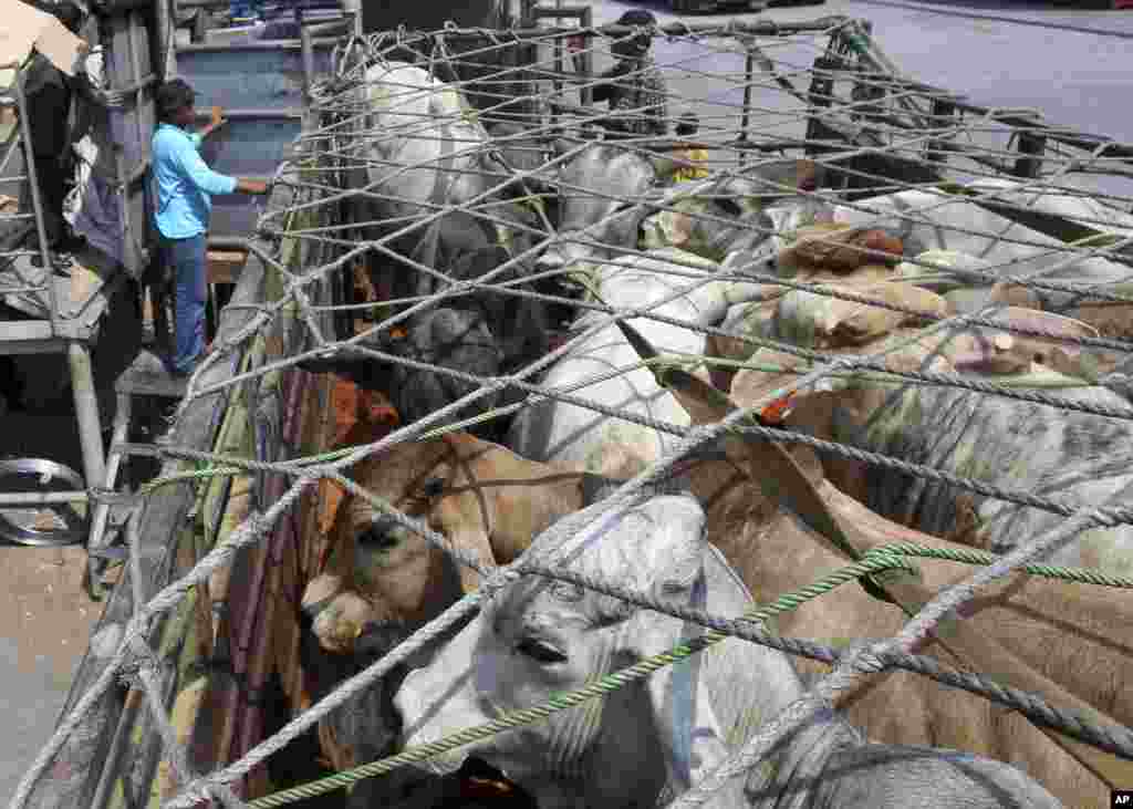 The shipment of cattle imported from Australia is a part of the Indonesian government's plan to stabilize soaring beef prices before the Eid al-Fitr holiday that marks the end of Ramadan next week.
